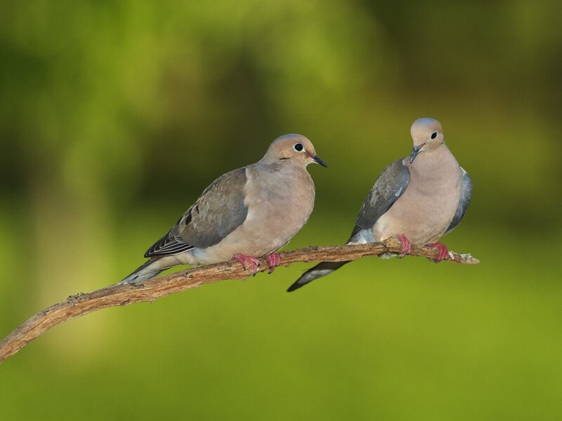 Two doves on a branch