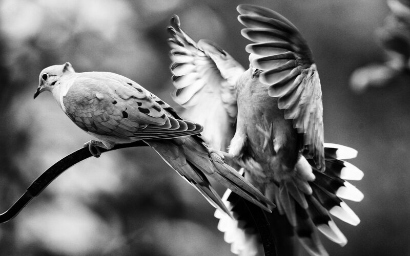 Two Doves on a Branch — Black, Dynamic