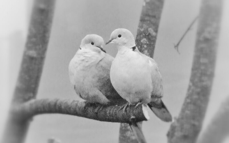 Two Doves on a Branch — Black, Serene