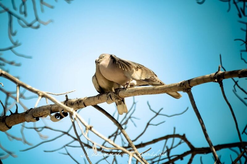 Two Doves on a Branch — Blue, Serene, Afternoon