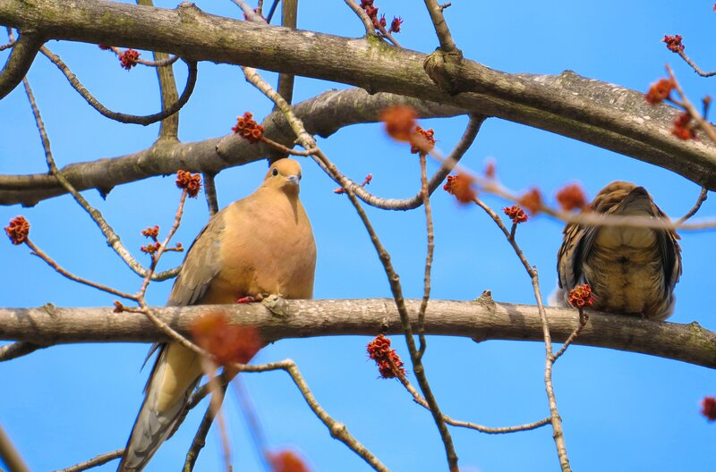 Two Doves on a Branch — Blue, Serene
