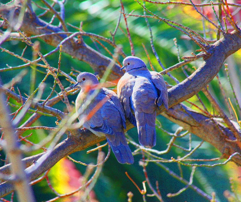 Two Doves on a Branch — Blue