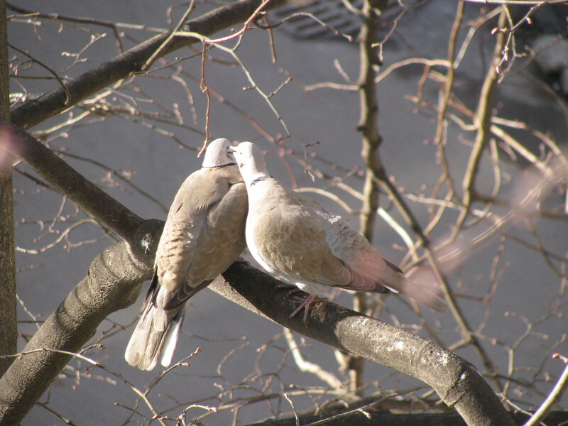 Two Doves on a Branch — Brown, Calm