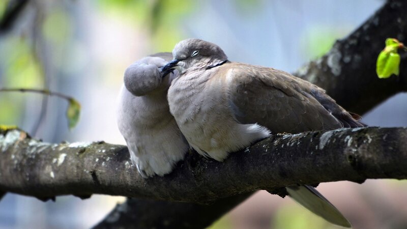 Two Doves on a Branch — Brown, Peaceful