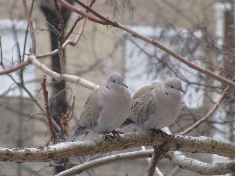 Two Doves on a Branch — Gray