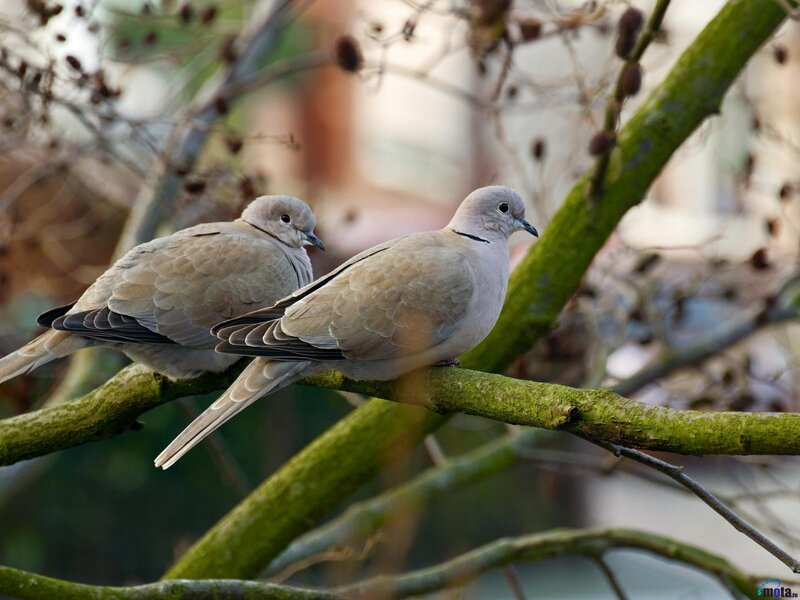 Two Doves on a Branch — Green, Calm, Autumn, Photograph, Tree