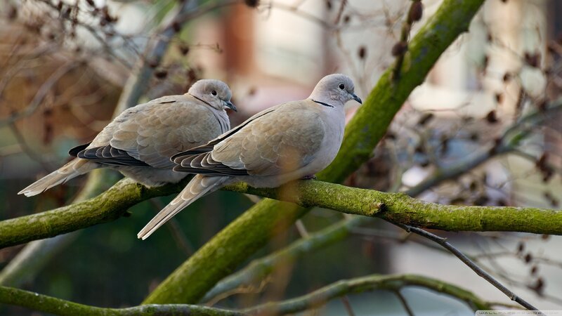 Two Doves on a Branch — Green, Calm, Morning