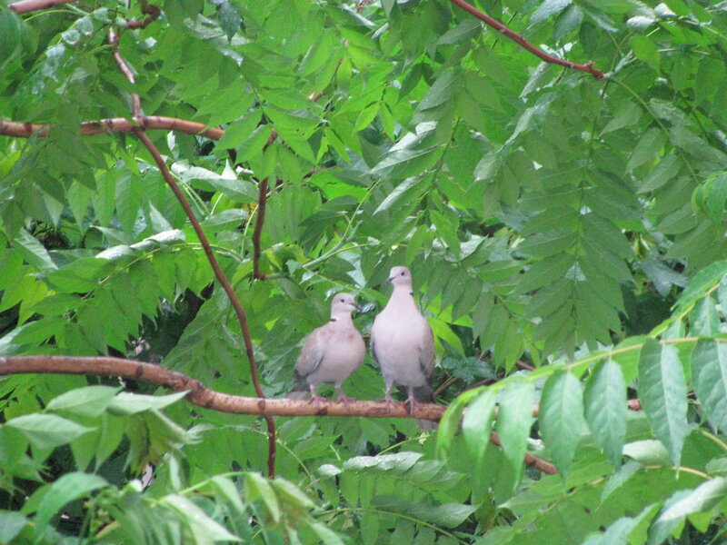 Two Doves on a Branch — Green, Calm, Photograph