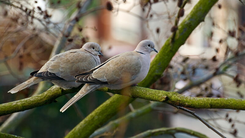 Two Doves on a Branch — Green, Calm