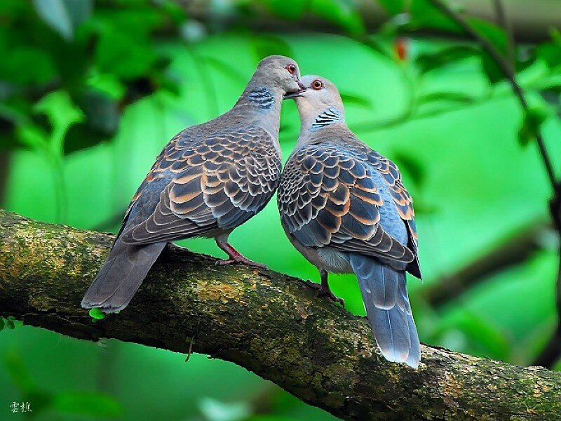 Two Doves on a Branch — Green, Serene, Photograph
