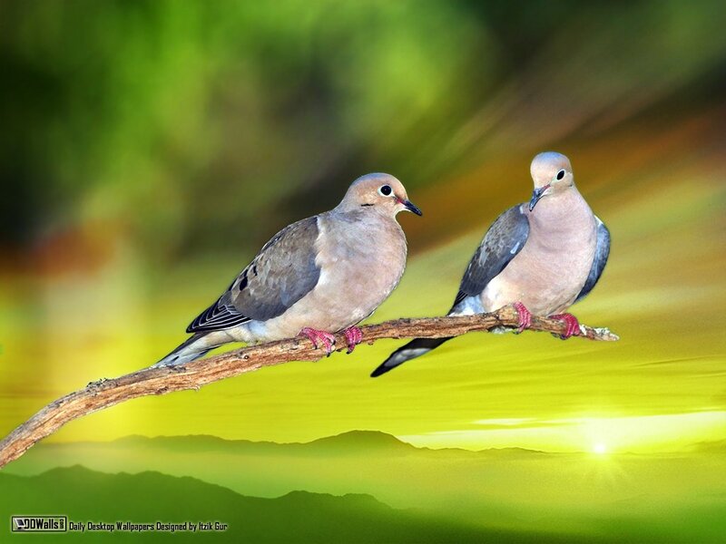 Two Doves on a Branch — Green, Serene, Sunrise