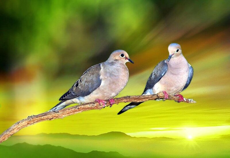 Two Doves on a Branch — Green, Serene