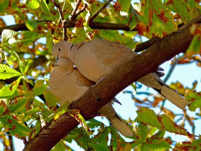 Two Doves on a Branch — Green