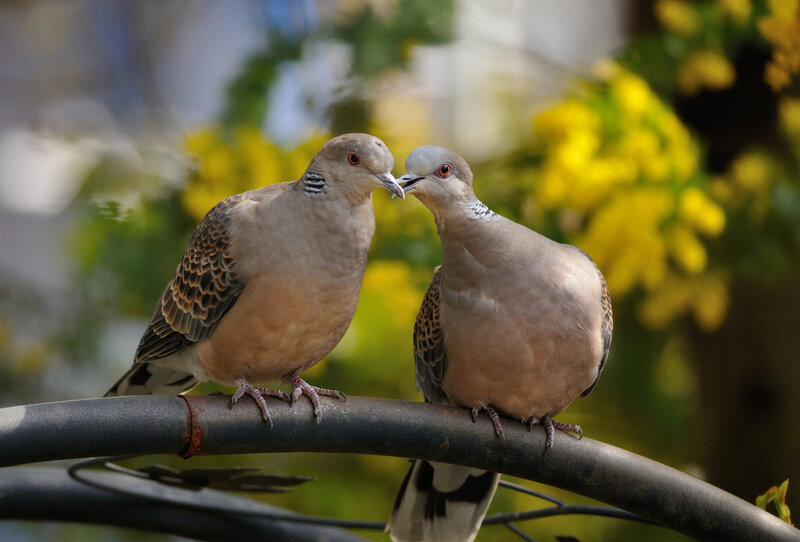 Two Doves on a Branch — Yellow