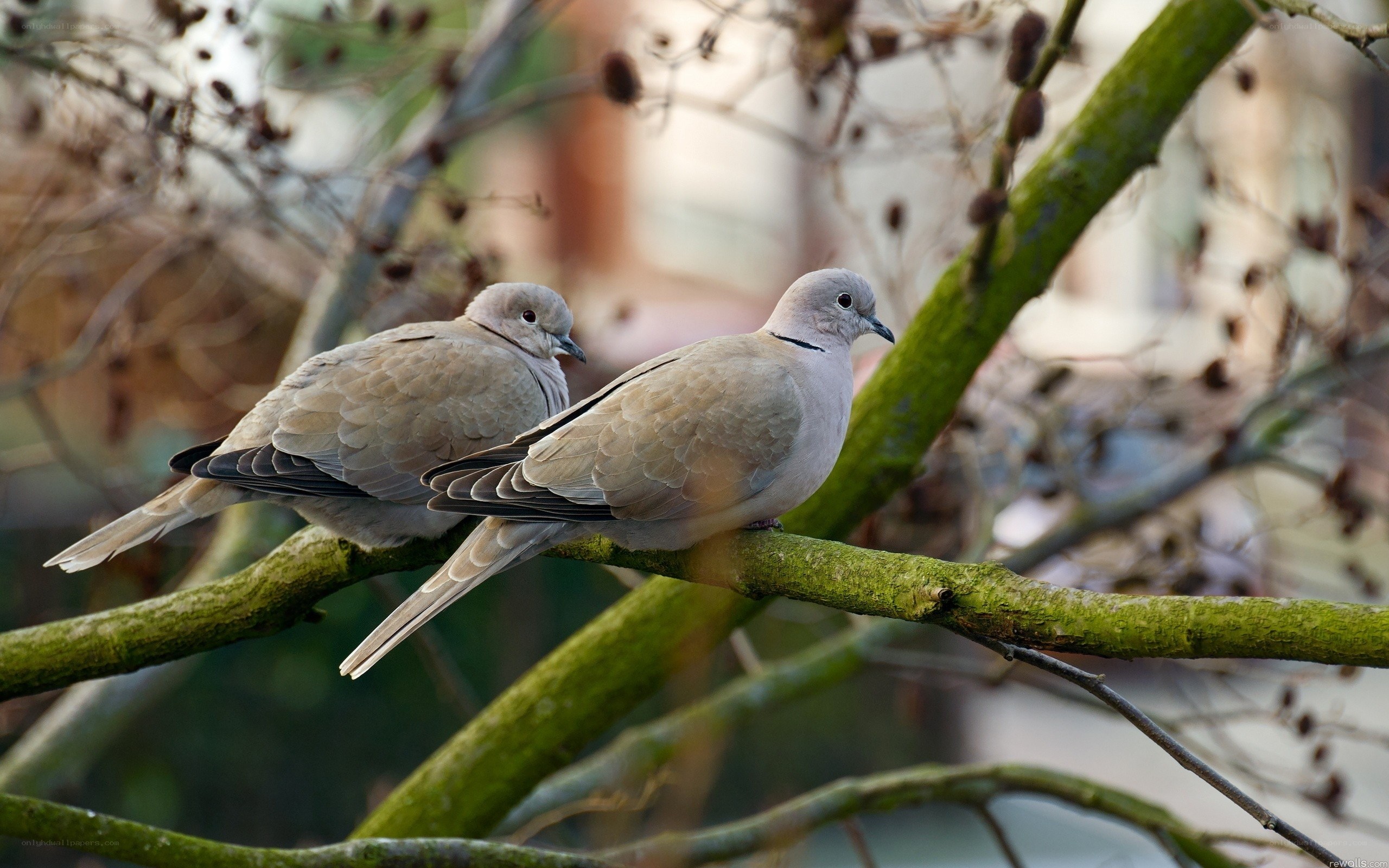 two doves on a branch