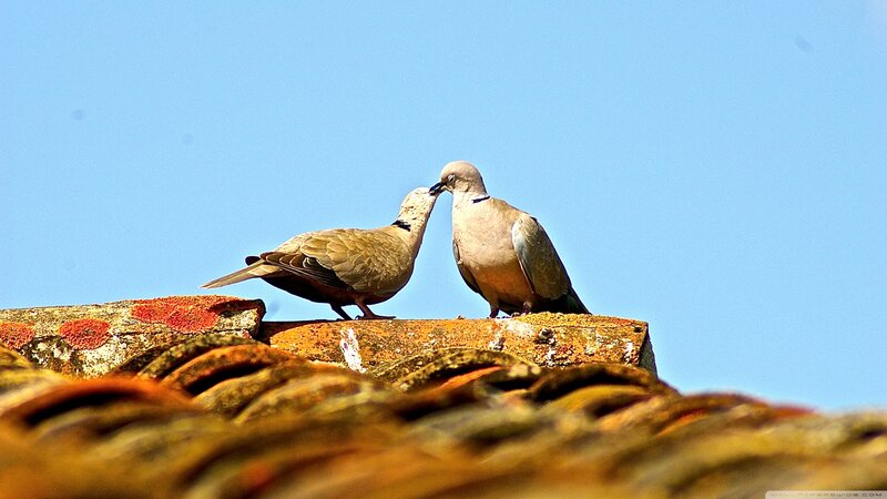 Two Doves on a Roof