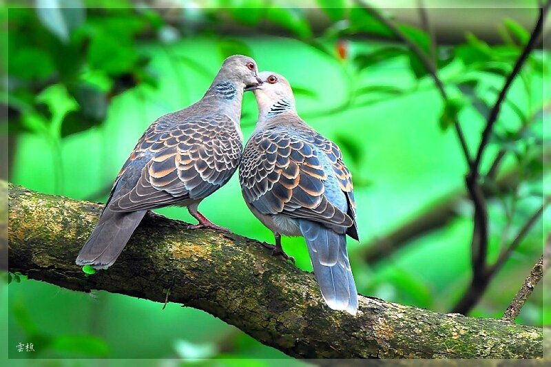 Two doves on a tree branch