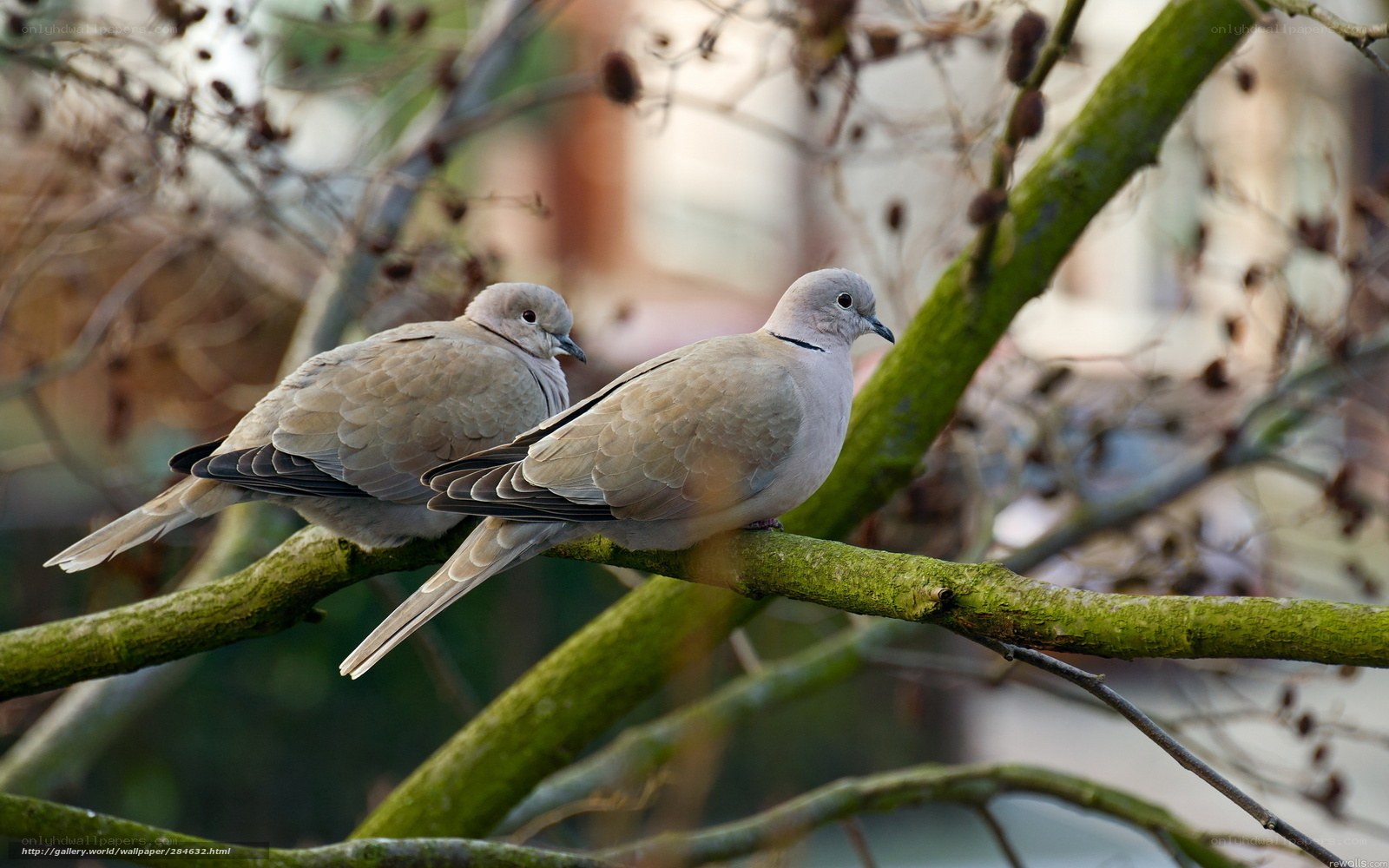 Two doves on a tree branch