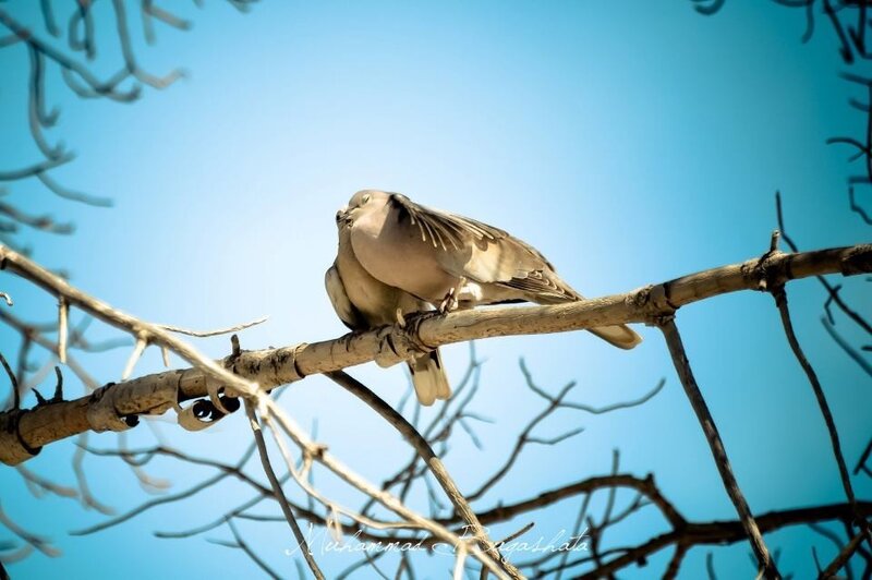 Two Doves on Branch — Blue