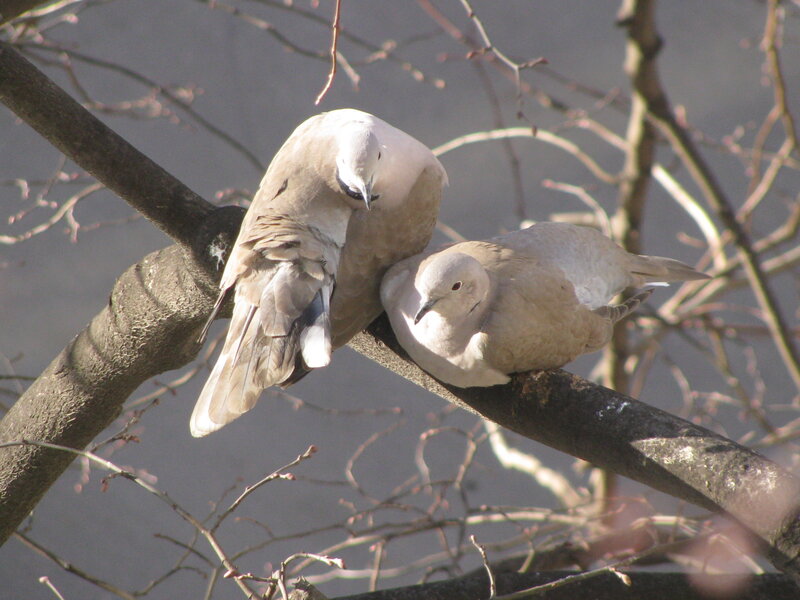 Two Doves on Branch — Brown, Calm, Spring, Photograph