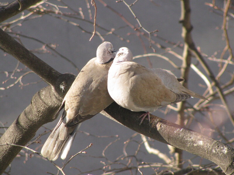 Two Doves on Branch — Brown, Calm, Spring