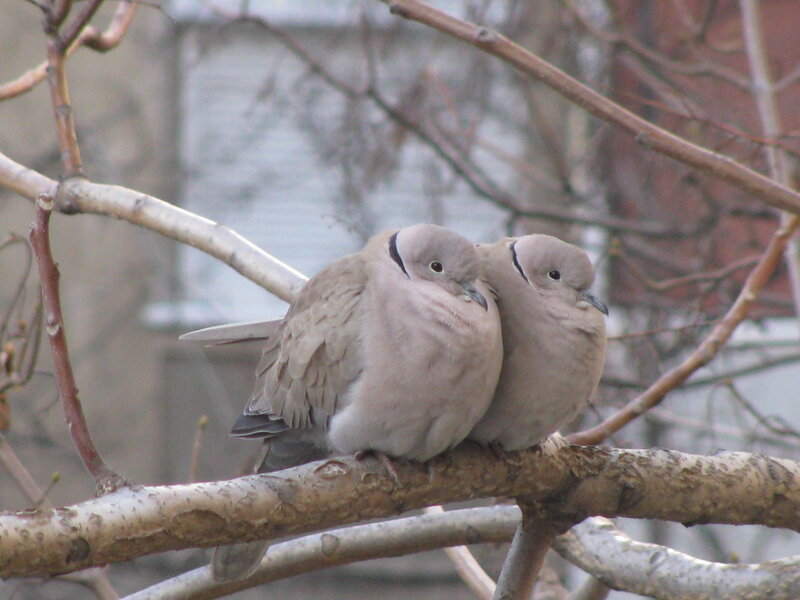 Two Doves on Branch — Brown, Calm