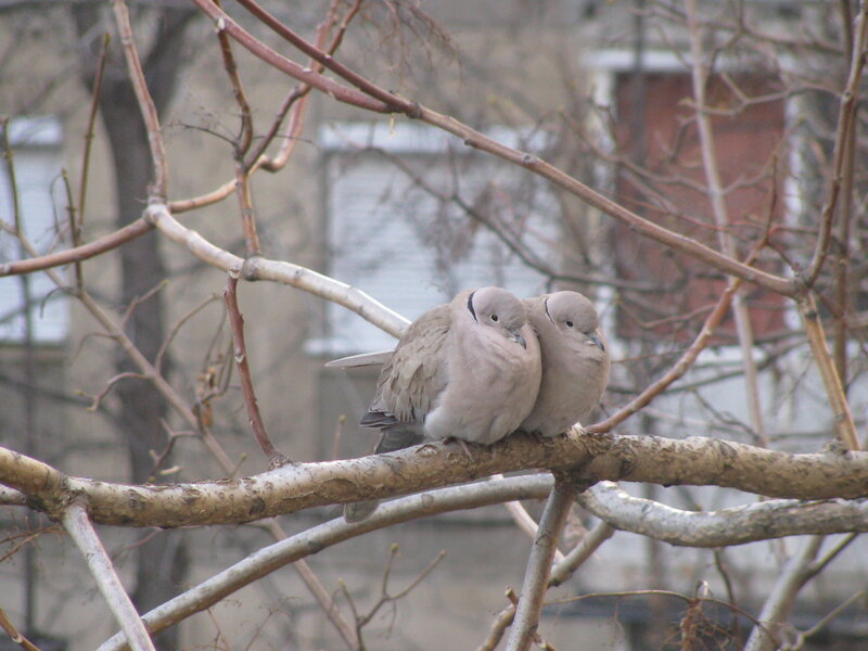 Two Doves on Branch — Brown