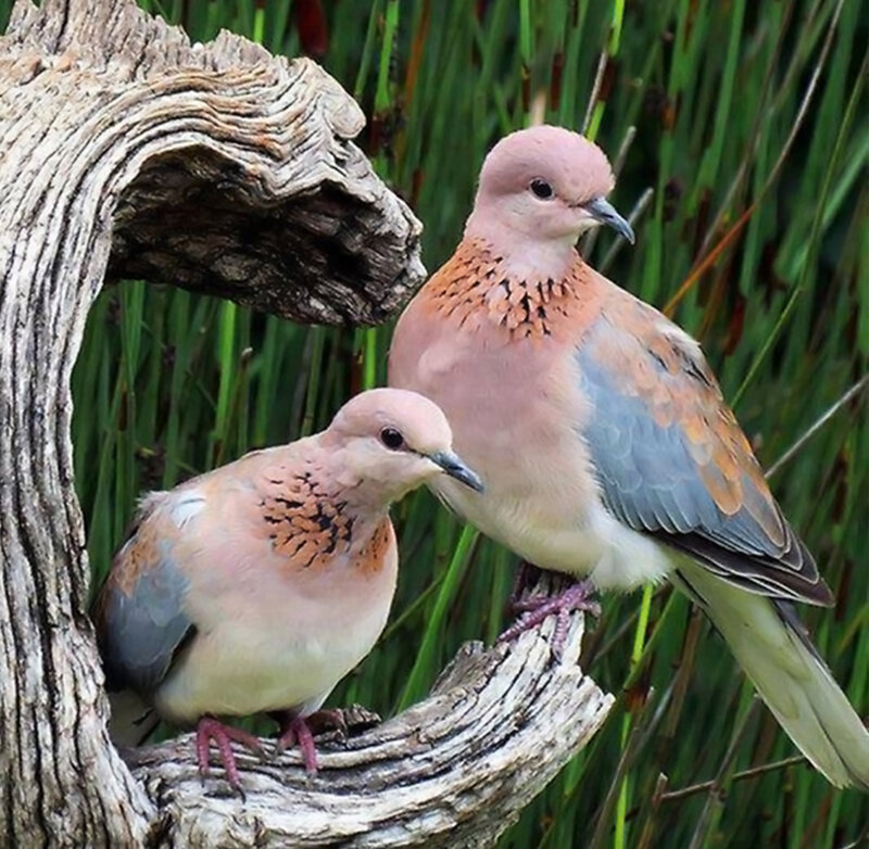 Two Doves on Branch