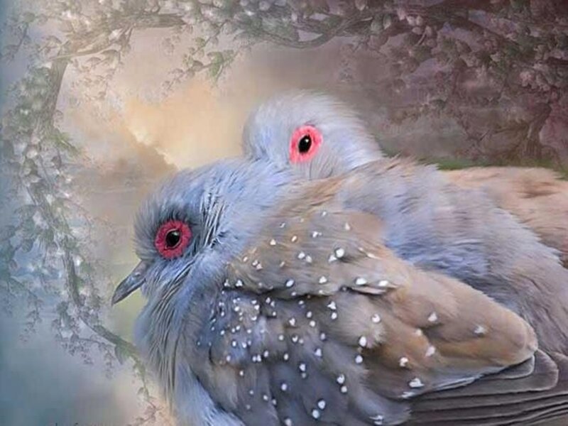 Two Doves with Red Eyes