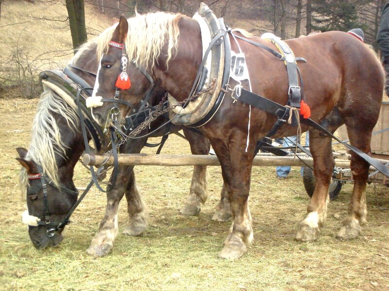 Two draft horses harnessed together