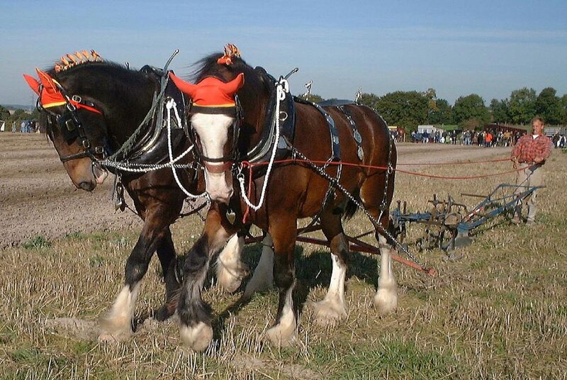 Two Draft Horses Plowing