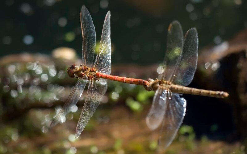 Two Dragonflies in Flight