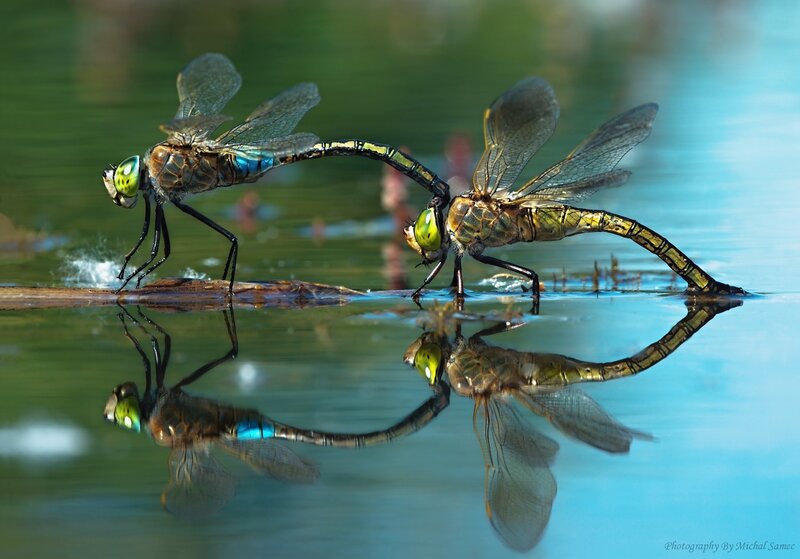Two Dragonflies Mating — Green