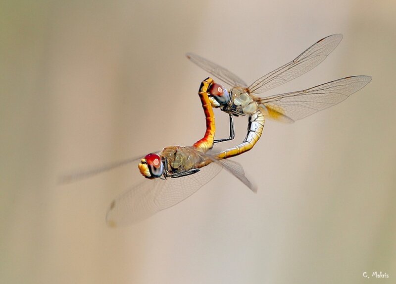 Two Dragonflies Mating