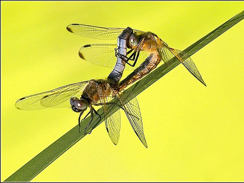 Two Dragonflies Mating — Yellow