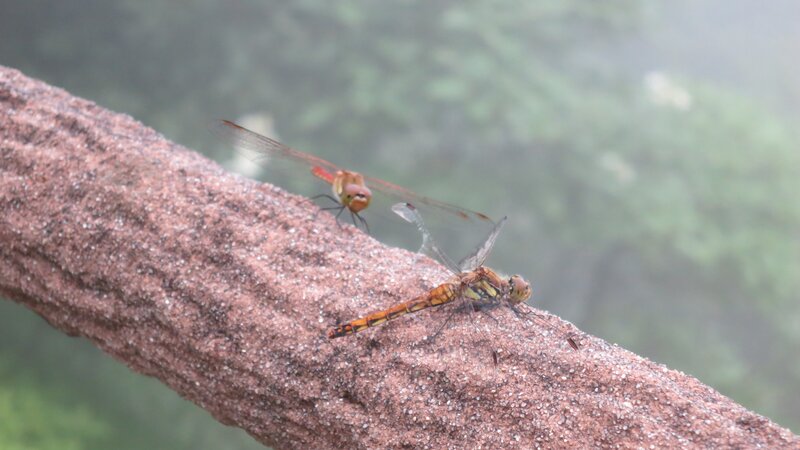 Two dragonflies on a branch