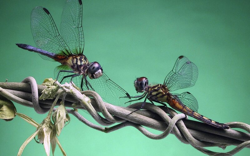Two dragonflies on a vine