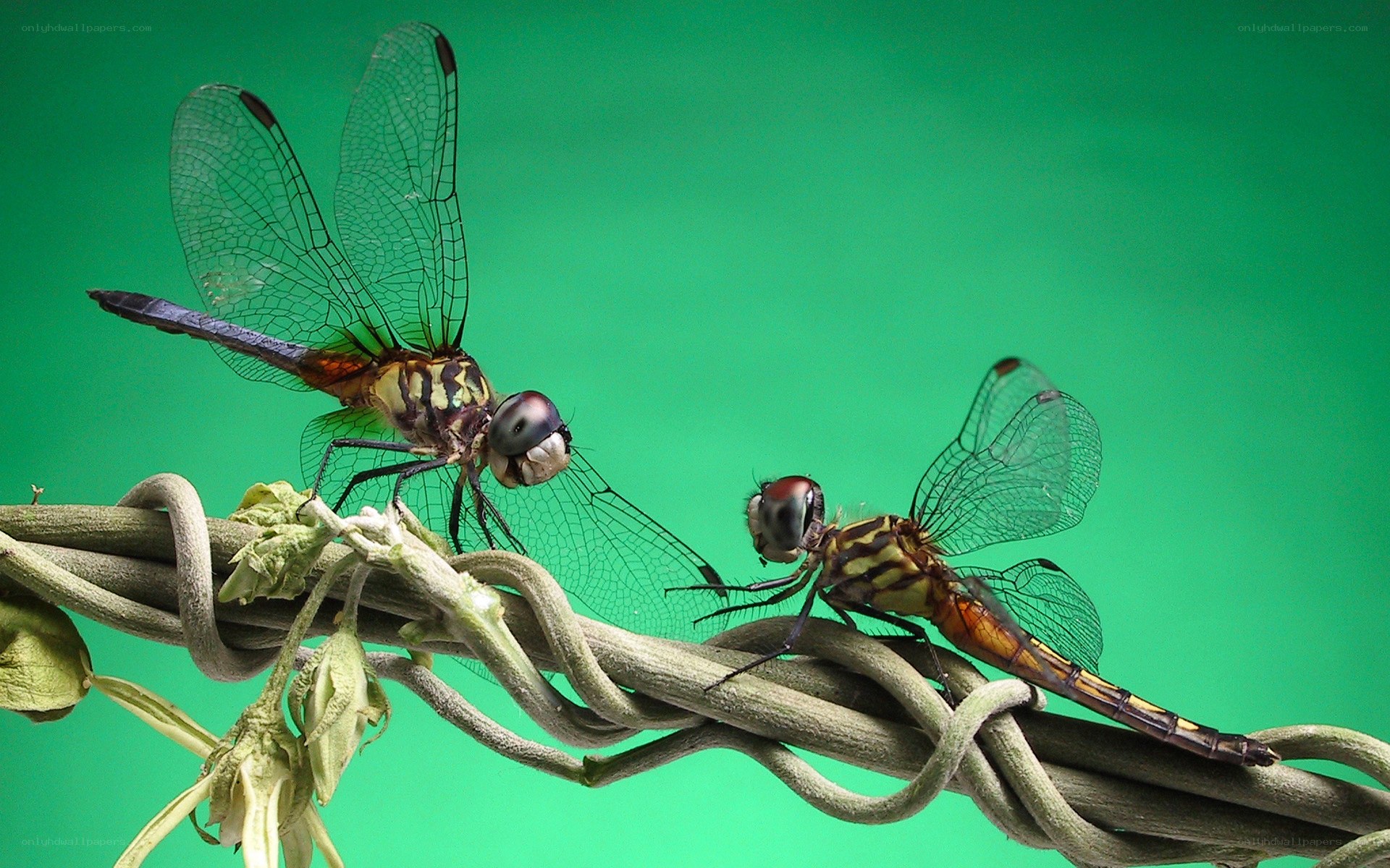Two dragonflies on a vine