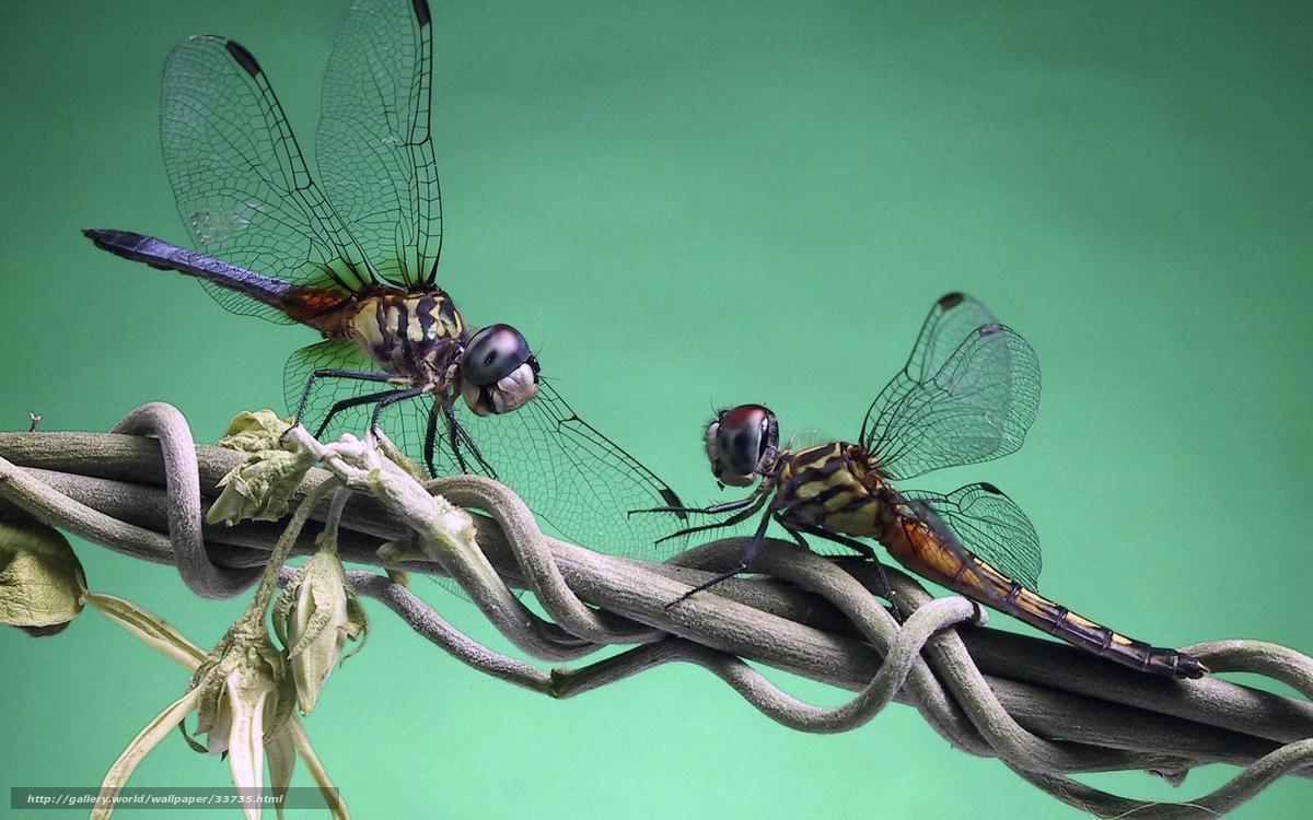 Two dragonflies on a vine