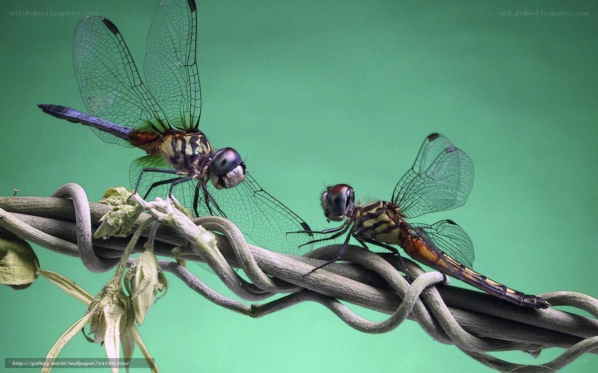 Two dragonflies on a vine
