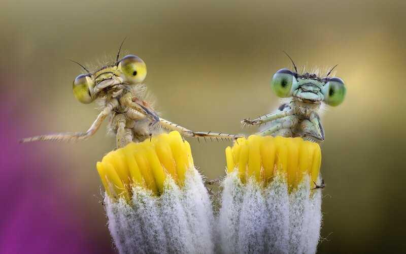 Two Dragonflies on Flowers