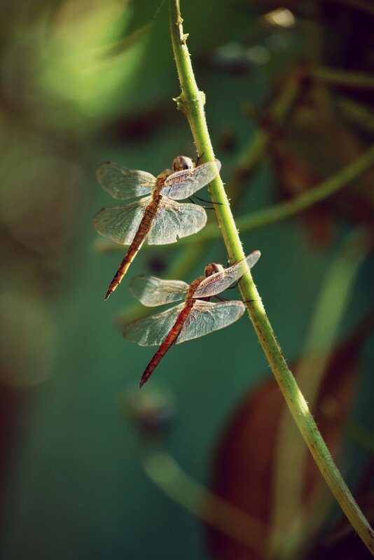 Two Dragonflies on Stem