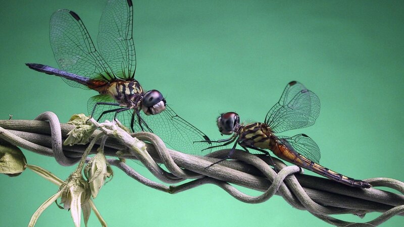 Two Dragonflies on Vine — Green