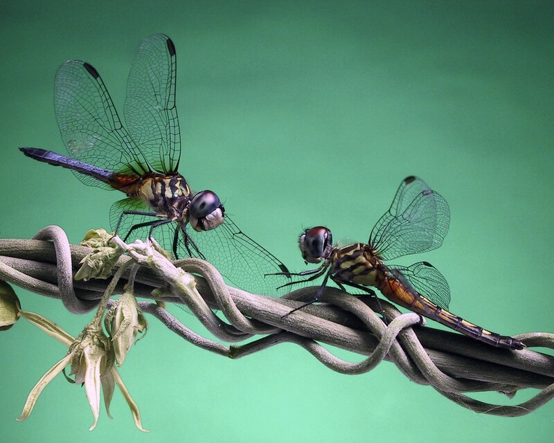 Two Dragonflies on Vine