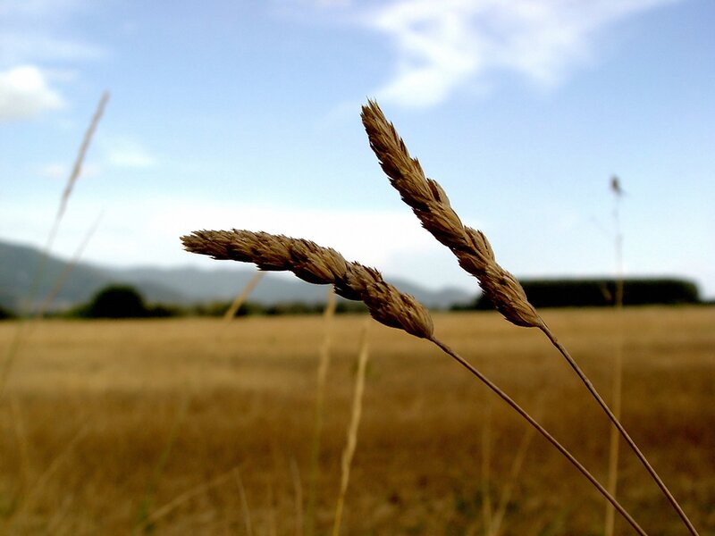 Two Dried Grass Stalks
