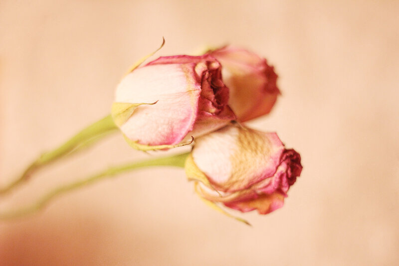 Two Dried Rose Buds