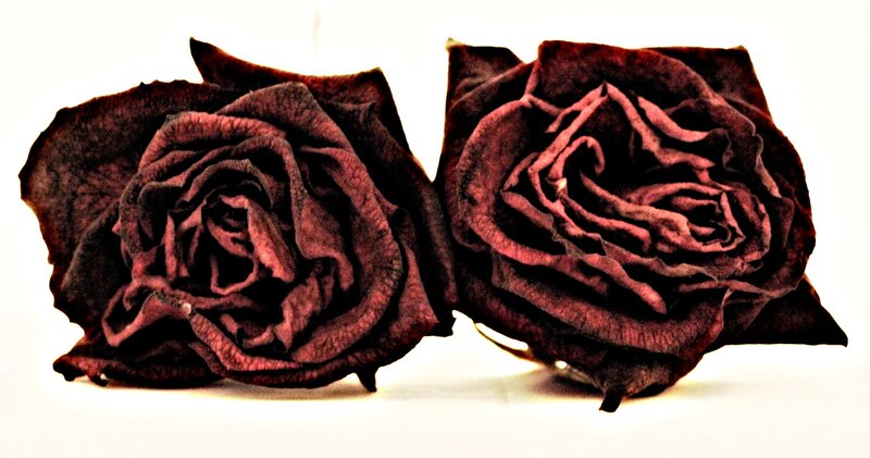 Two Dried Roses