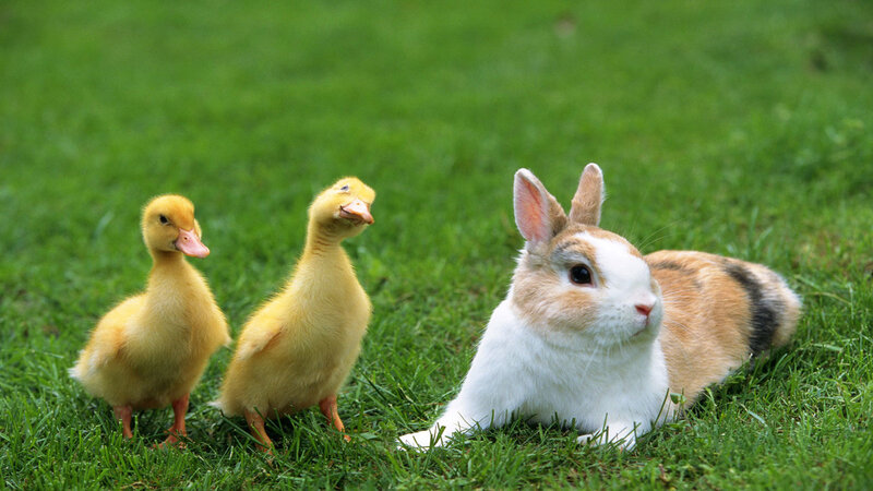 Two Ducklings and a Rabbit