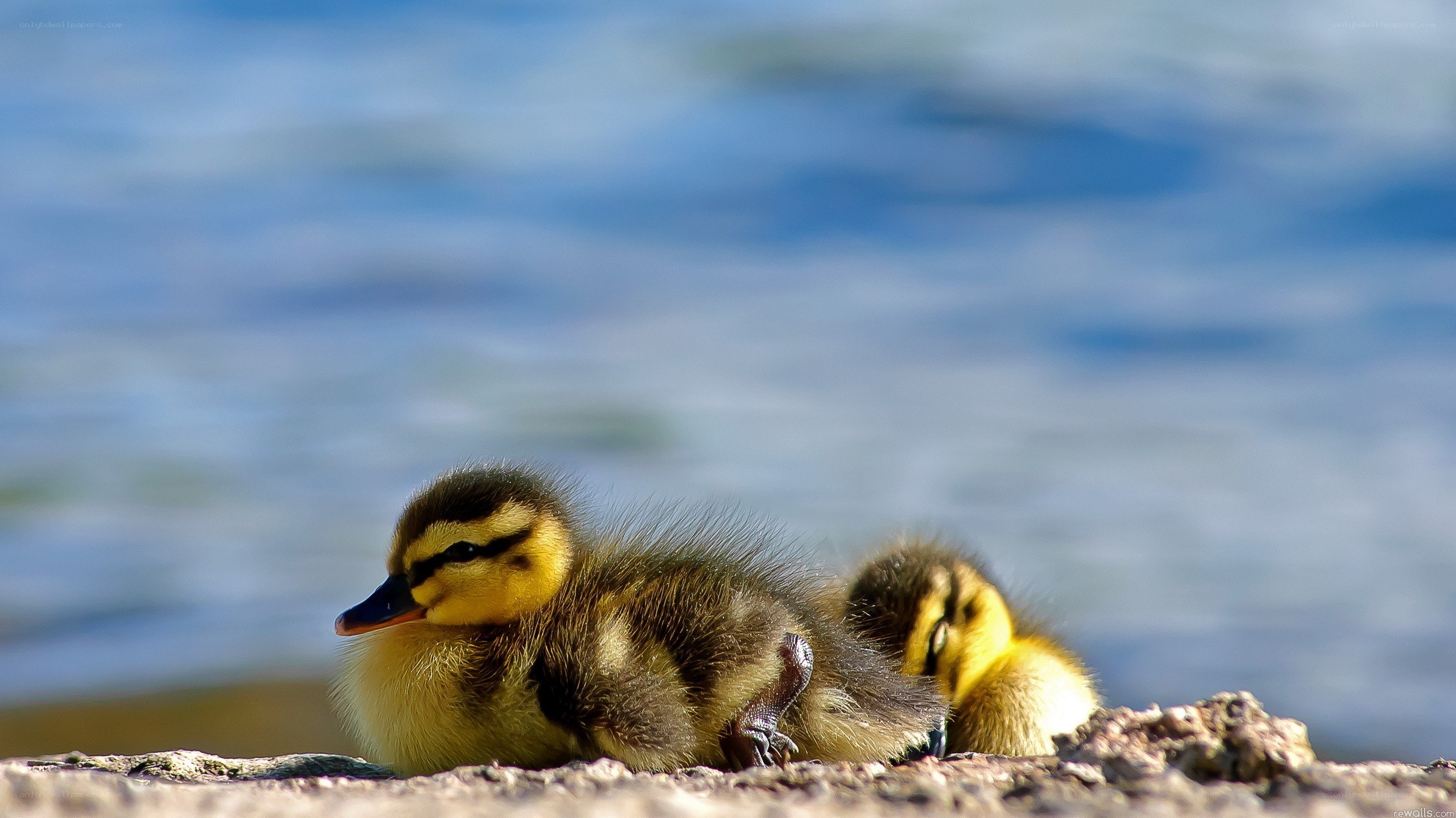 Two ducklings by the water