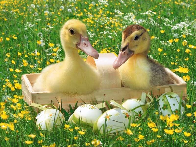 Two Ducklings in a Basket — Yellow